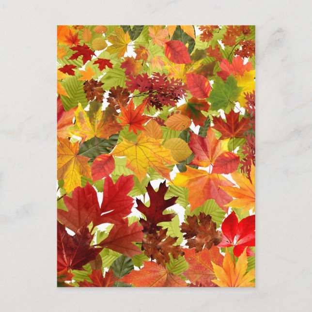 Vibrant Autumn Fall Leaves Collage Postcard (Front)