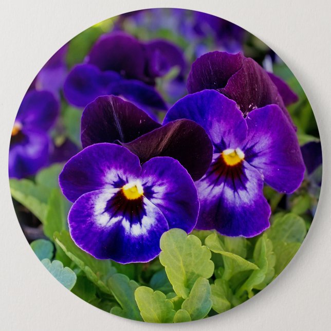 Vibrant Beautiful Purple Poppy Flowers Photograph Button (Front)