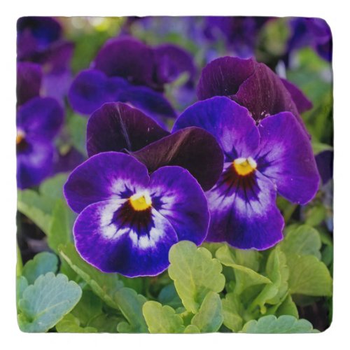 Vibrant Beautiful Purple Poppy Flowers Photograph Trivet