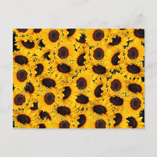 Vibrant Beautiful Sunflowers Nature Floral Prints Postcard (Front)