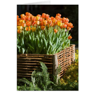 Vibrant blooming tulips cards
