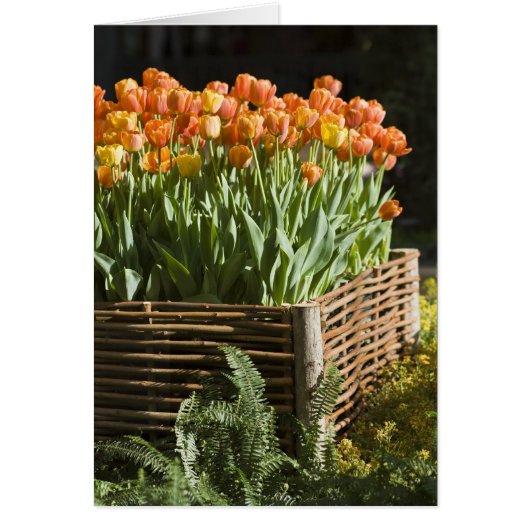 Vibrant blooming tulips cards (Front)