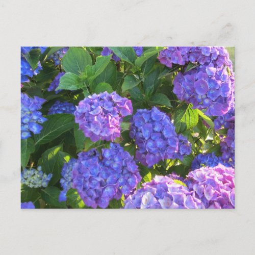 Vibrant Blue and Purple Hydrangeas Postcard