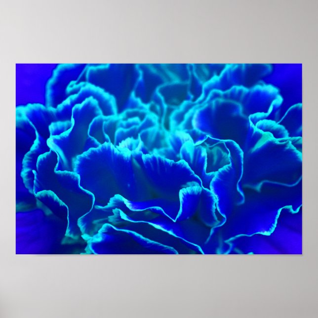 Vibrant Blue and Teal Carnation Flower Poster (Front)