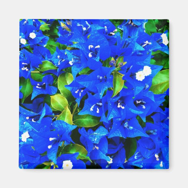 Vibrant Blue Bougainvillea Flowers Magnet (Front)