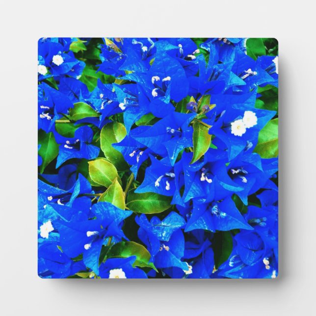 Vibrant Blue Bougainvillea Flowers Plaque (Front)