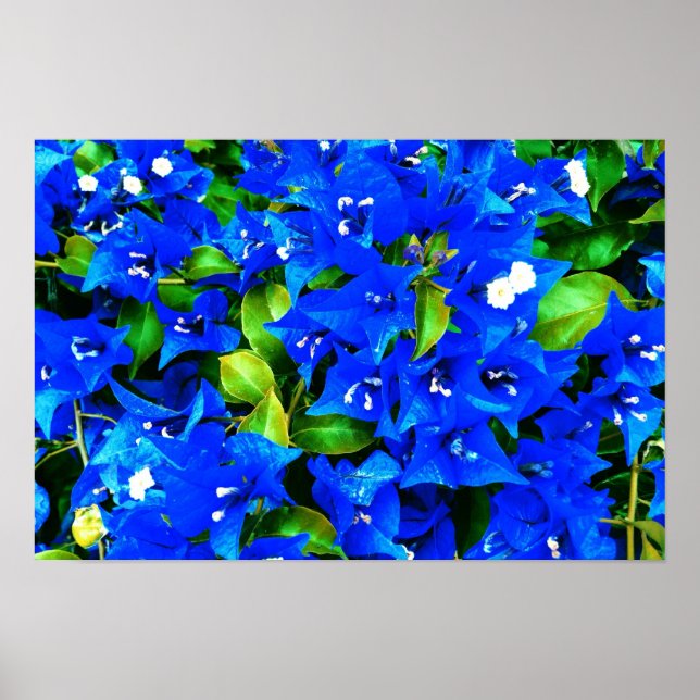 Vibrant Blue Bougainvillea Flowers Poster (Front)