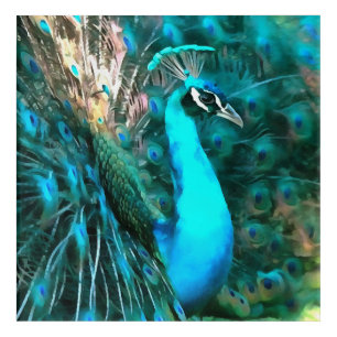 Vibrant Blue Peacock In With Fanned Tail Acrylic Print