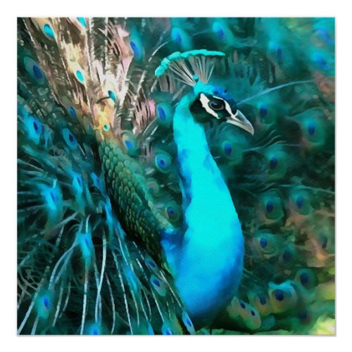 Vibrant Blue Peacock In With Fanned Tail Poster