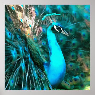 Vibrant Blue Peacock In With Fanned Tail Poster