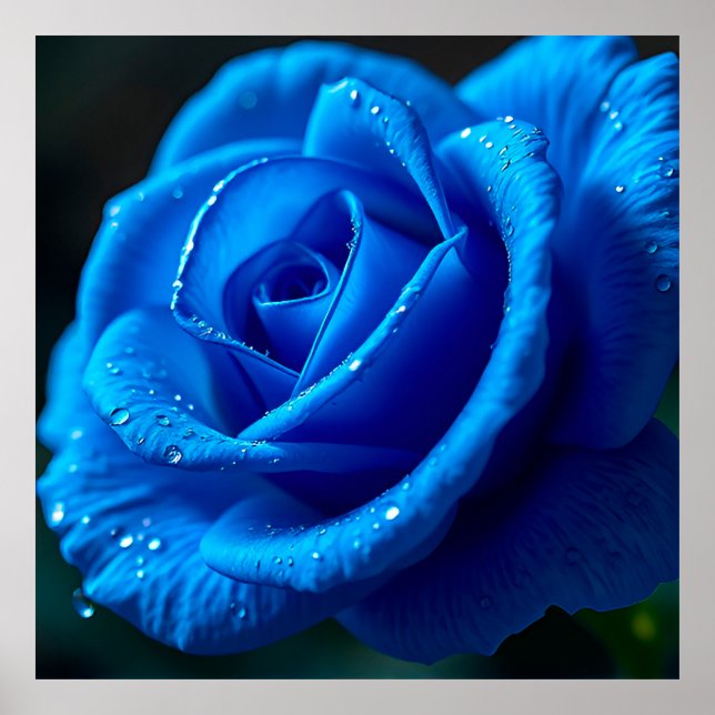 Vibrant Blue Rose with water drops Poster (Front)