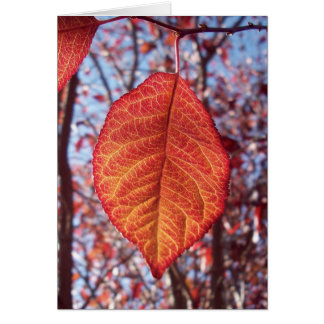 Vibrant Brilliance Cards