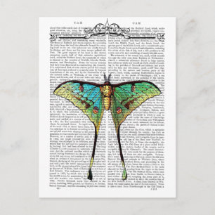 Vibrant Butterfly Postcard