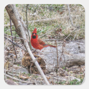 Vibrant Cardinal Square Sticker