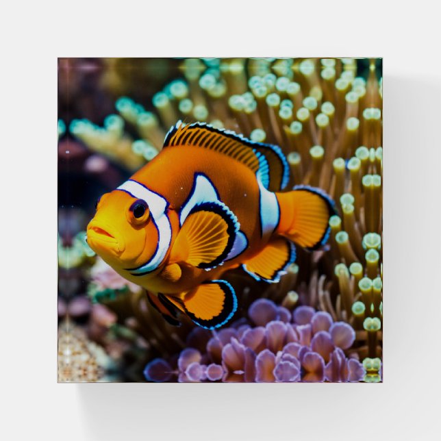 Vibrant Clownfish Coral Reef Floating Design Paperweight (Front)