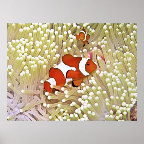 Vibrant Clownfish Poster