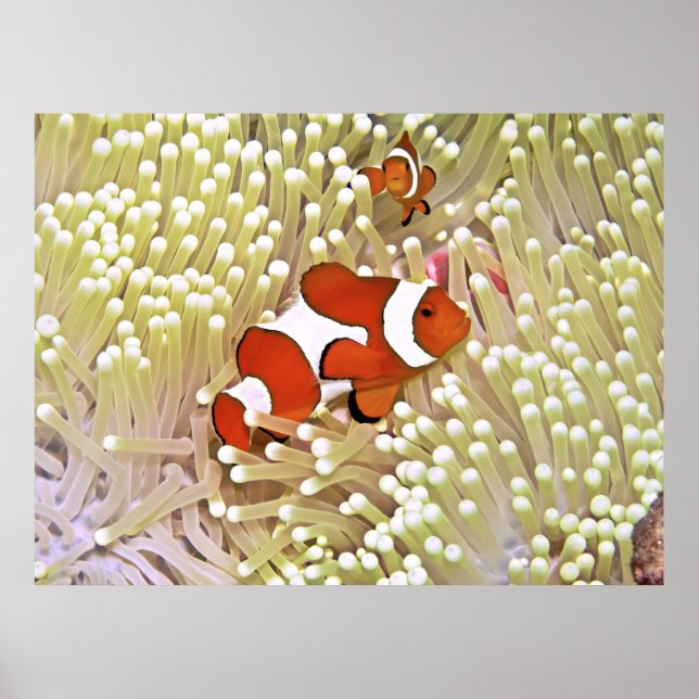 Vibrant Clownfish Poster (Front)