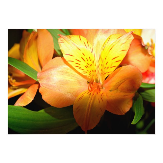 Vibrant color lily flower photo print (Front)