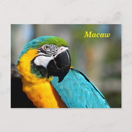 Vibrant Color Macaw Postcard