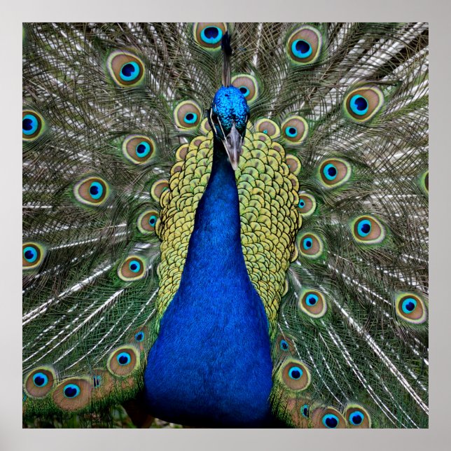 Vibrant color Peacock Poster (Front)
