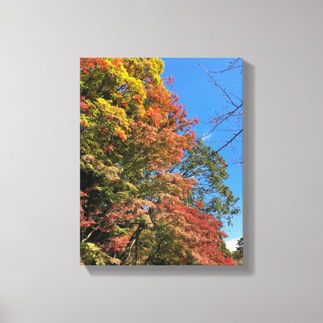 Vibrant Colored Maples Canvas Print (Front)