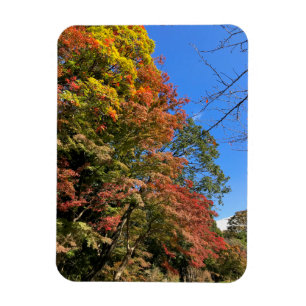 Vibrant Colored Maples Magnet