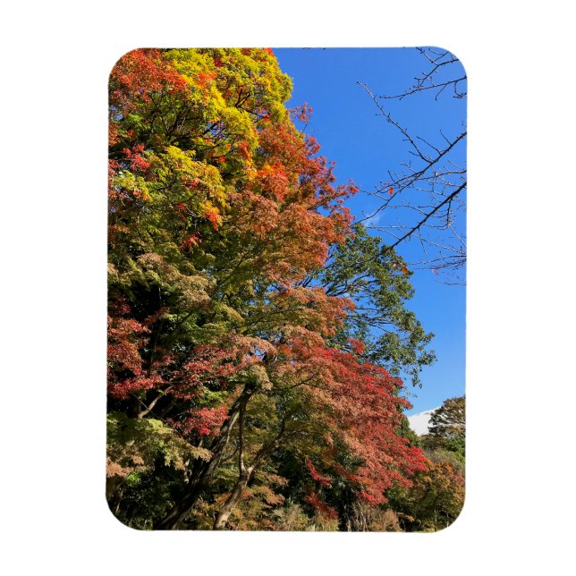 Vibrant Colored Maples Magnet (Vertical)