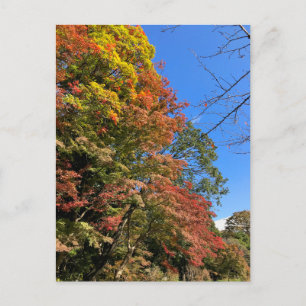 Vibrant Colored Maples Postcard
