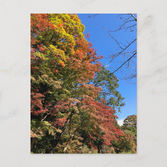 Vibrant Colored Maples Postcard (Front)