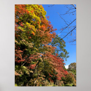 Vibrant Colored Maples Poster