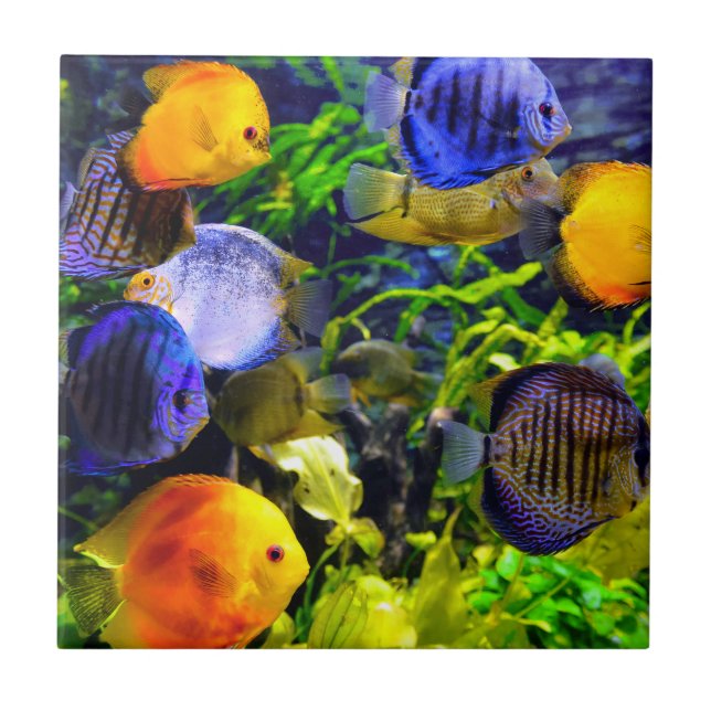 Vibrant Colorful Aquatic Tropical Sea Fish Ceramic Tile (Front)