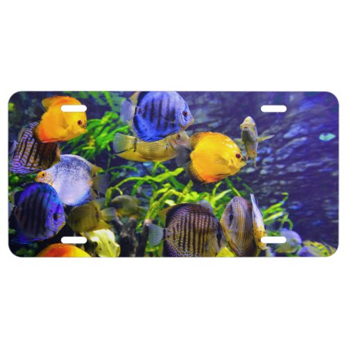 Vibrant Colorful Aquatic Tropical Sea Fish License Plate