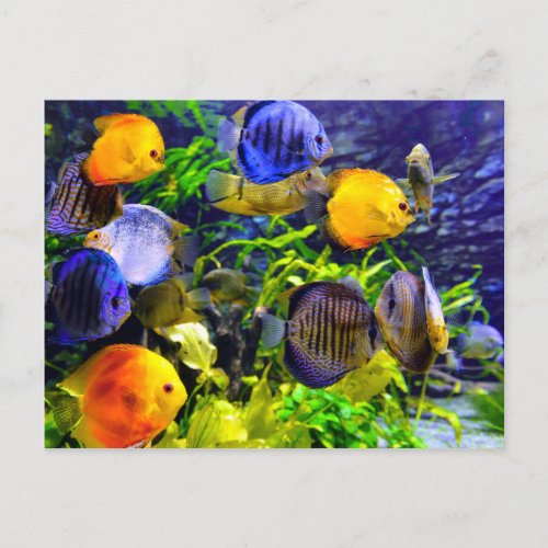 Vibrant Colorful Aquatic Tropical Sea Fish Postcard