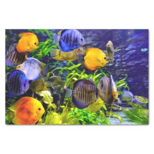 Vibrant Colorful Aquatic Tropical Sea Fish Tissue Paper