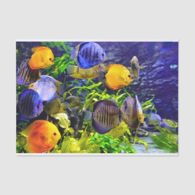 Vibrant Colorful Aquatic Tropical Sea Fish Tissue Paper (Front)