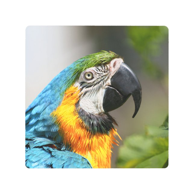 Vibrant Colourful Macaw Metal Print (Front)
