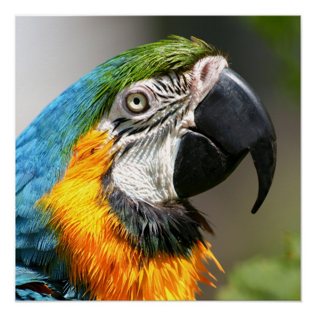 Vibrant Colourful Macaw Poster (Front)