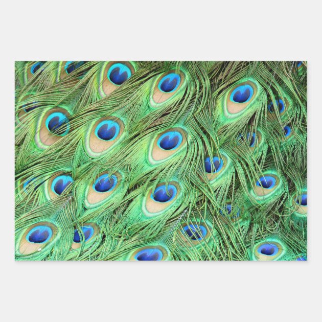 peacock wrapping paper