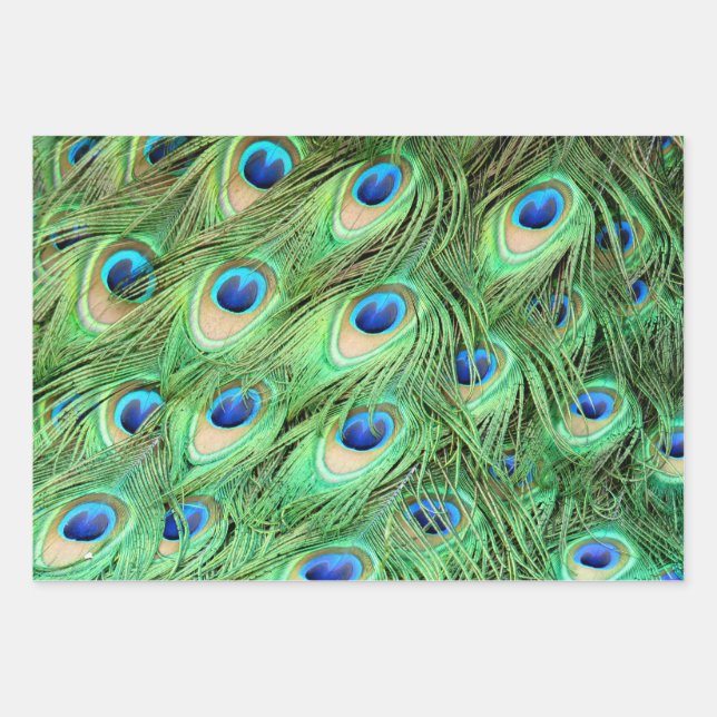 Vibrant Exotic Peacock Feathers Wrapping Paper Sheets (Front)