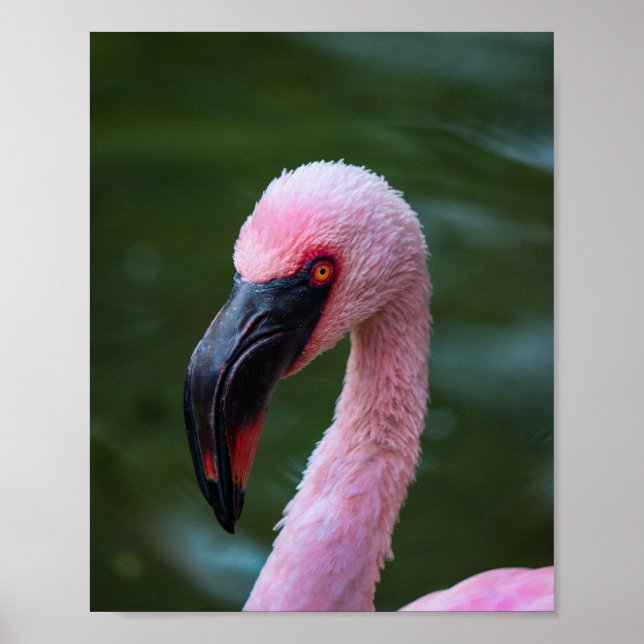 Vibrant Flamingo Portrait - Bird Photography Poster (Front)