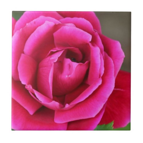 Vibrant Fuchsia Pink Rose Blossom Makro Ceramic Tile