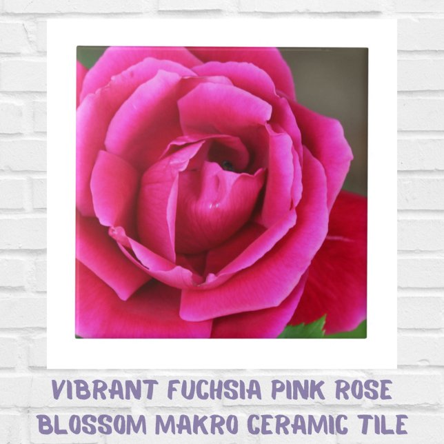 Vibrant Fuchsia Pink Rose Blossom Makro Ceramic Tile (Creator Uploaded)