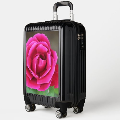Vibrant Fuchsia Pink Rose Blossom Makro Luggage