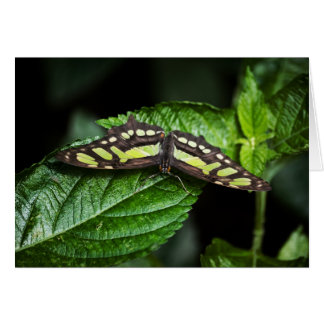 Vibrant Green Card