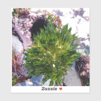 Vibrant Green Feather Algae Art - Bali Coastal Mar Sticker