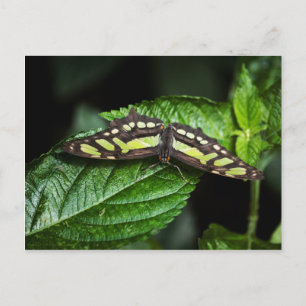 Vibrant Green Postcard