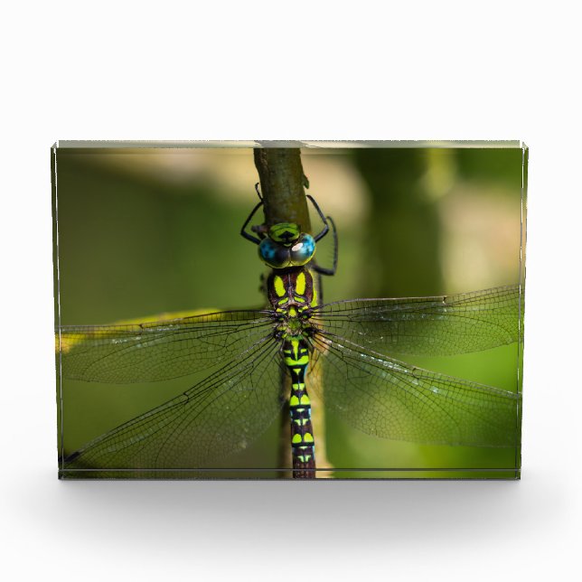 Vibrant Hawker Dragonfly Close Up - Wildlife Photo (Front)