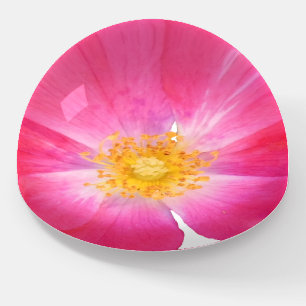 Vibrant Hot Pink Rose Photo Paperweight