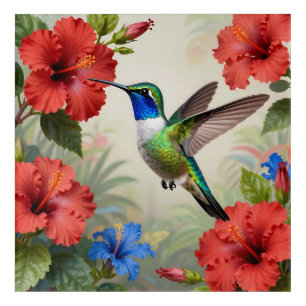 Vibrant Hummingbird Hibiscus Floral Acrylic Print