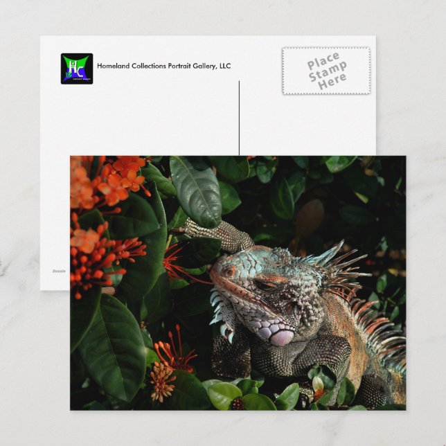 Vibrant Iguana Post Card, US Virgin Islands Postcard (Front/Back)